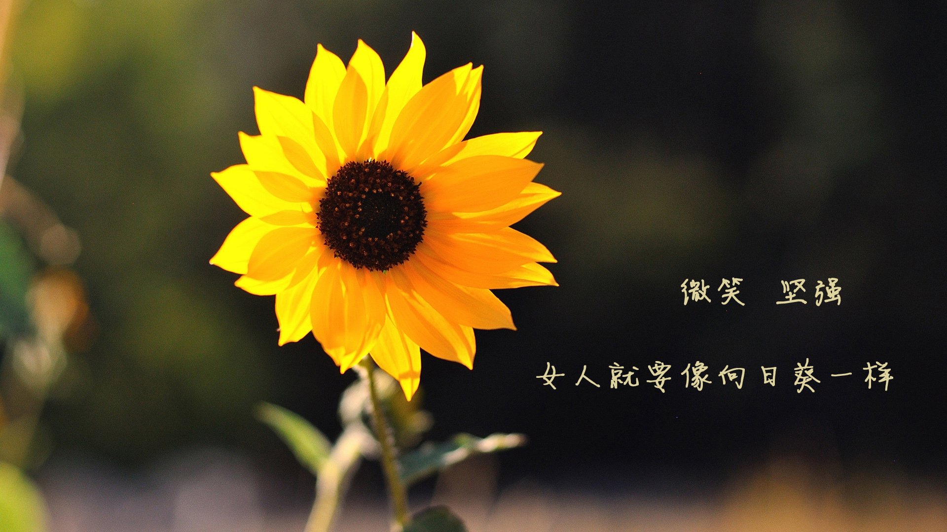 战术革命！雄鹿体系化碾压独行侠，关键时刻巨星的终极答案